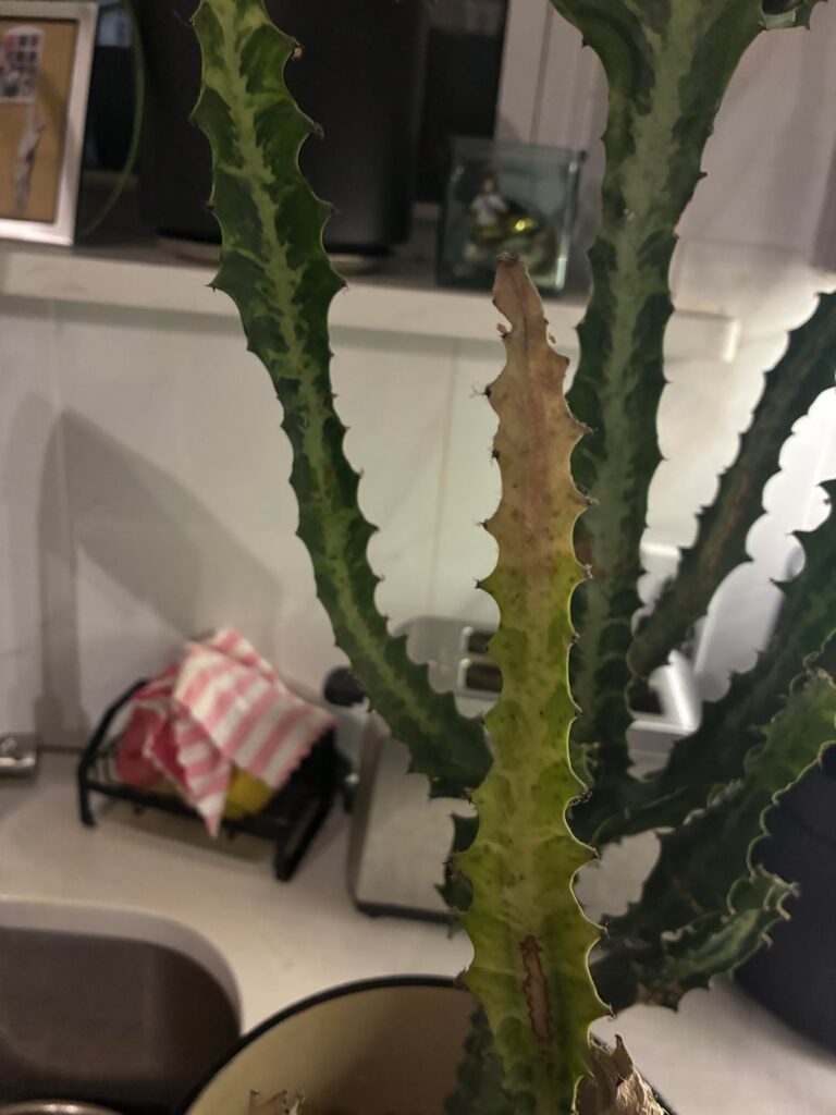 What’s wrong with my plant ?