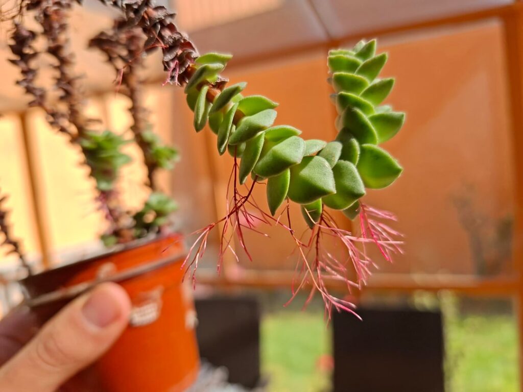 What is this coming out of the plant?