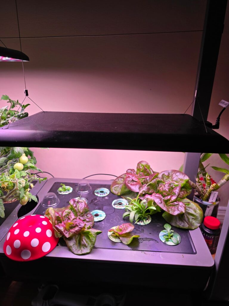 Colorful and flavorful salads this winter