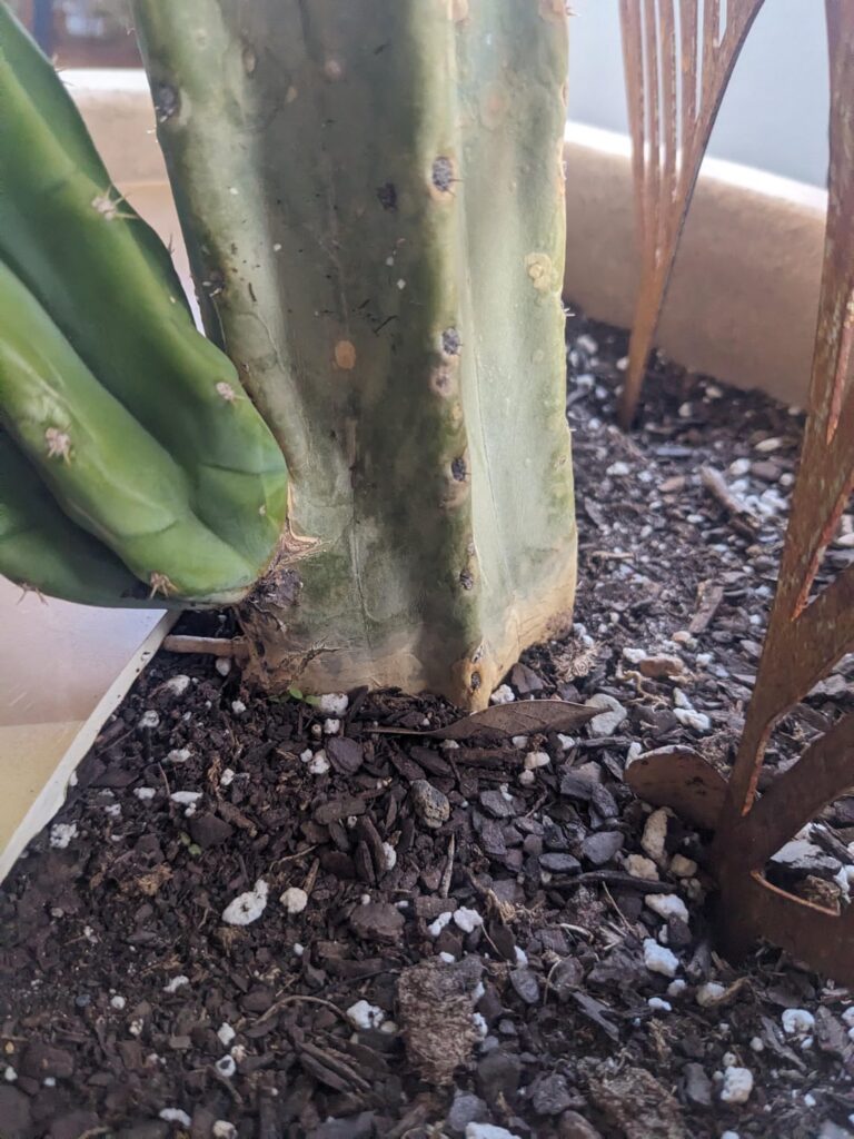 How do I beef this cactus up?