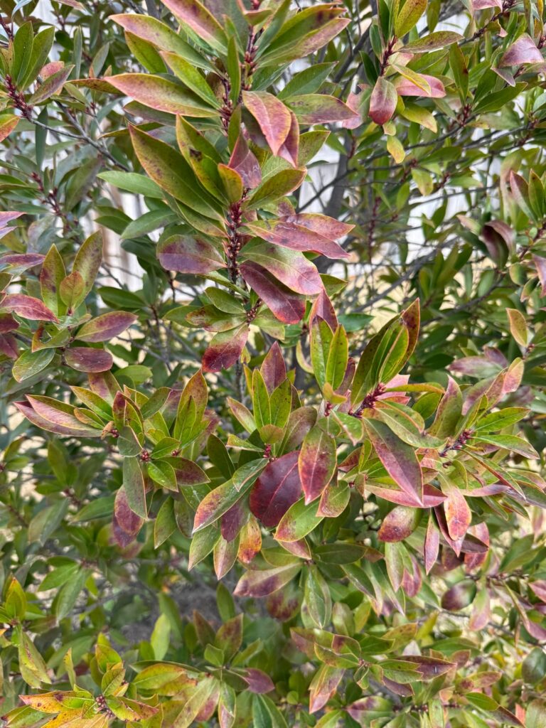 Cherry laurel leaves turning dark red… is it a fungus?
