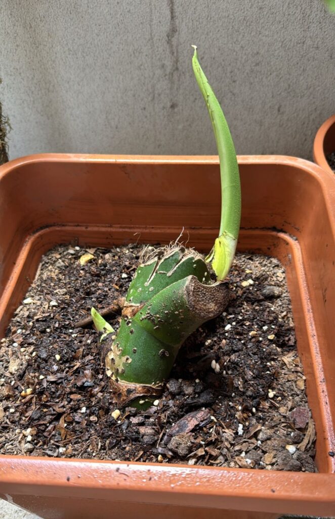 Monstera update and help Monstera update and help