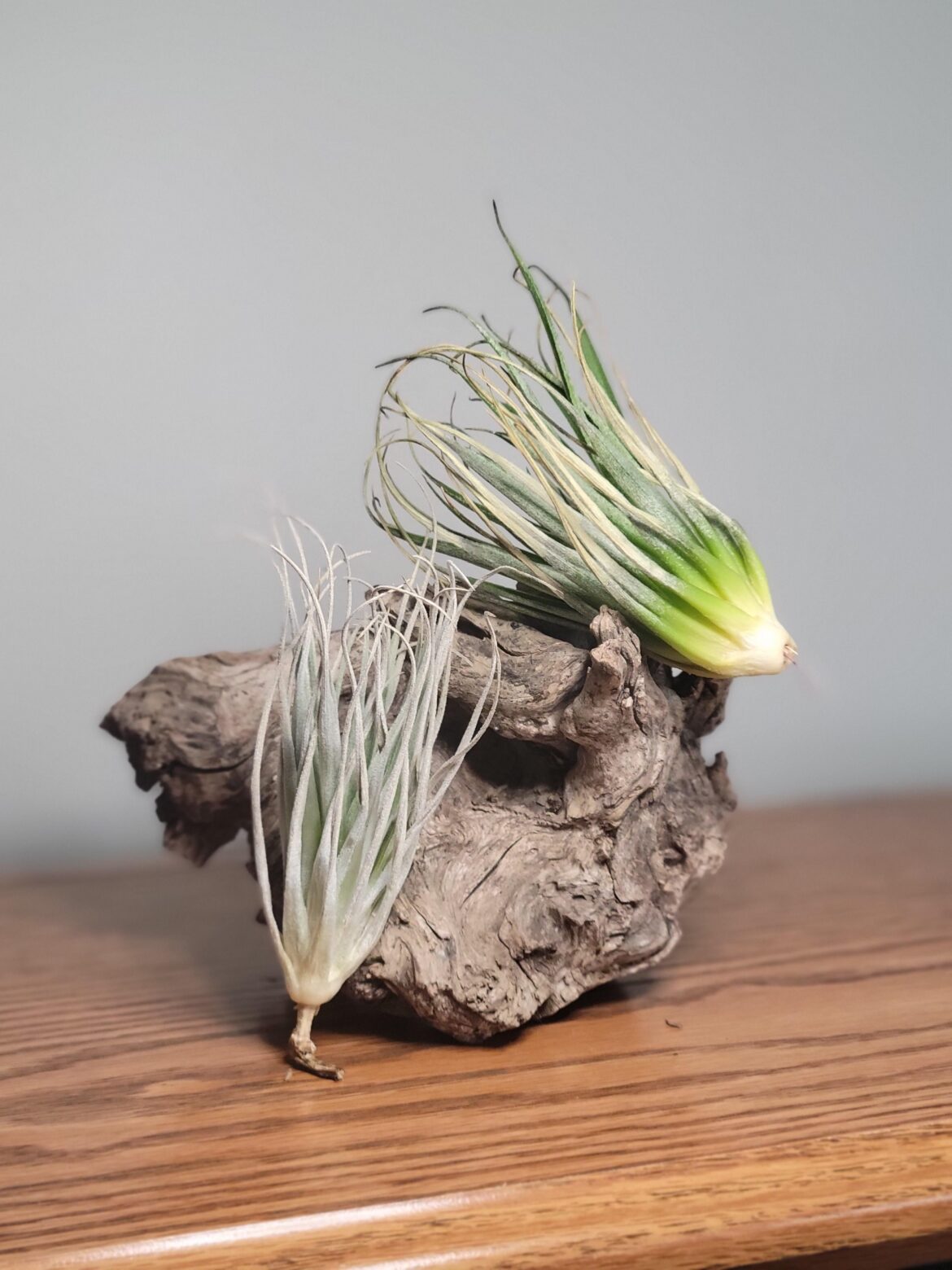 Struggling to correctly ID