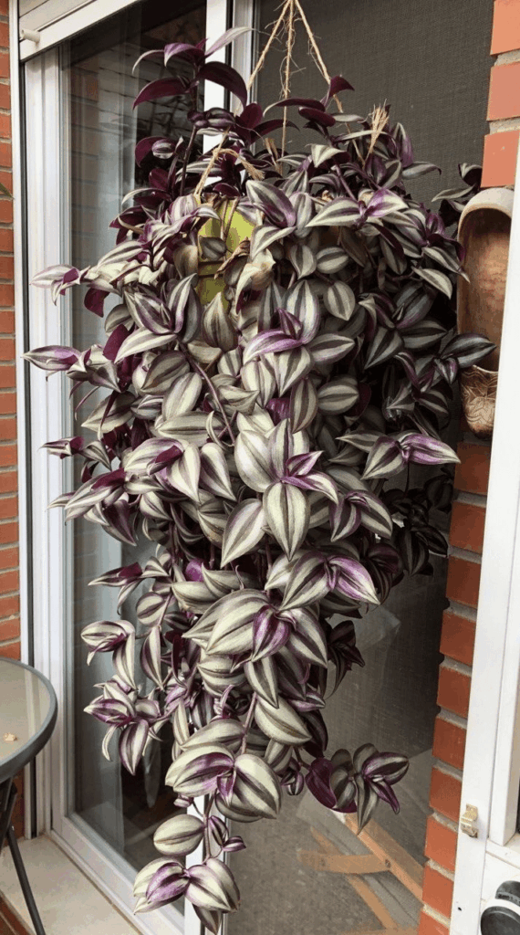 nature's artwork in full bloom