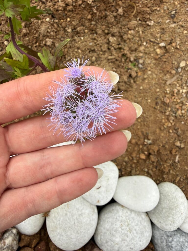 Pollinator garden progress and trouble shooting an early fail at the end. Phoenix, AZ (9b)