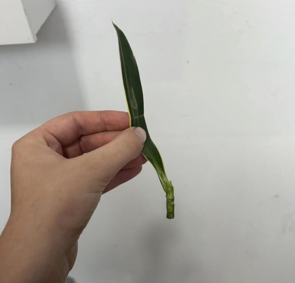 UPDATE on my dracaena reflexa propagation, please help. UPDATE on my dracaena reflexa propagation, please help.