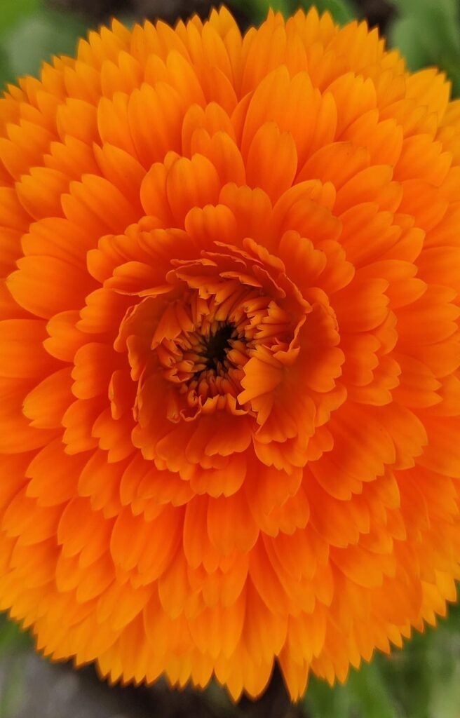 Calendula, Dahlia, Candytuft, Oriental poppy - My favourite radially symmetric bloom of this year of rediscovery