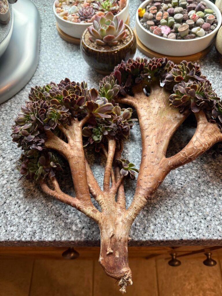 A Christmas Gift to Myself