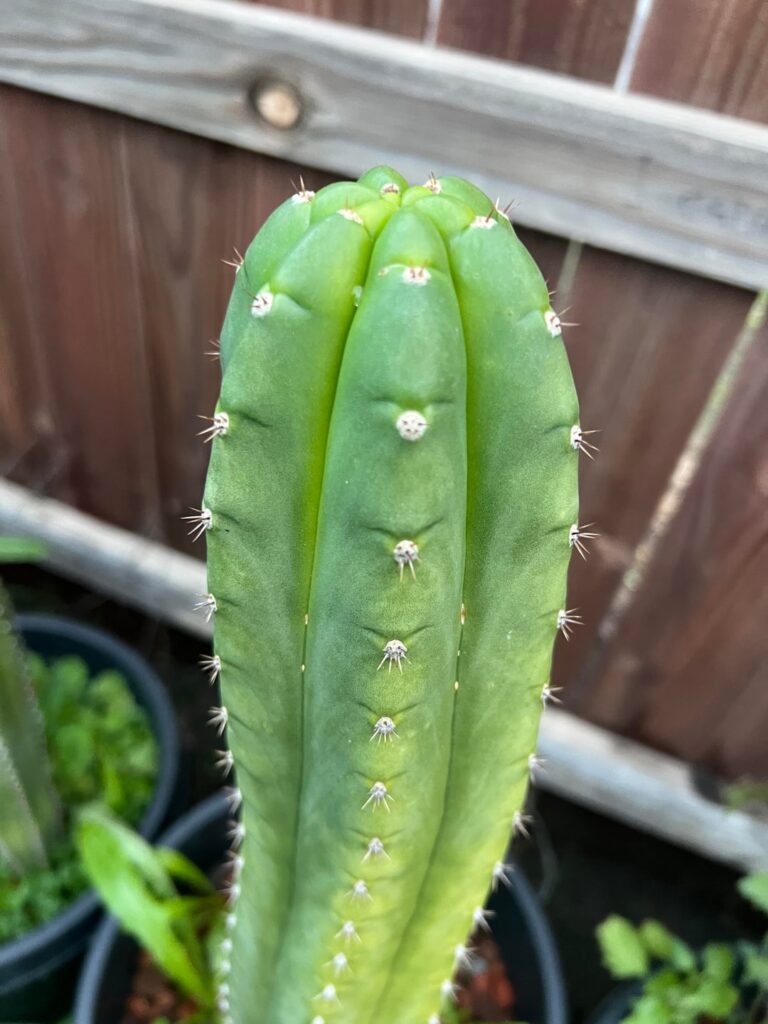 My Icaros starting to look crazy