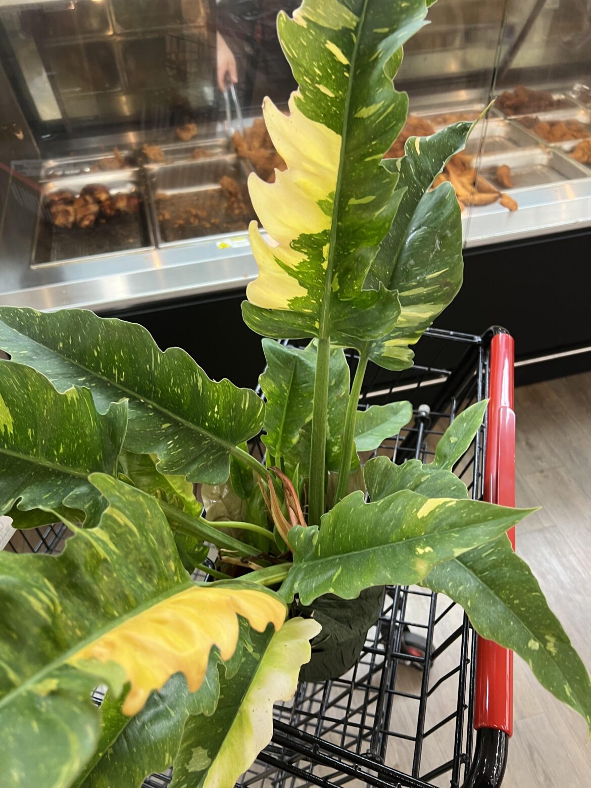 They were gonna throw her out.