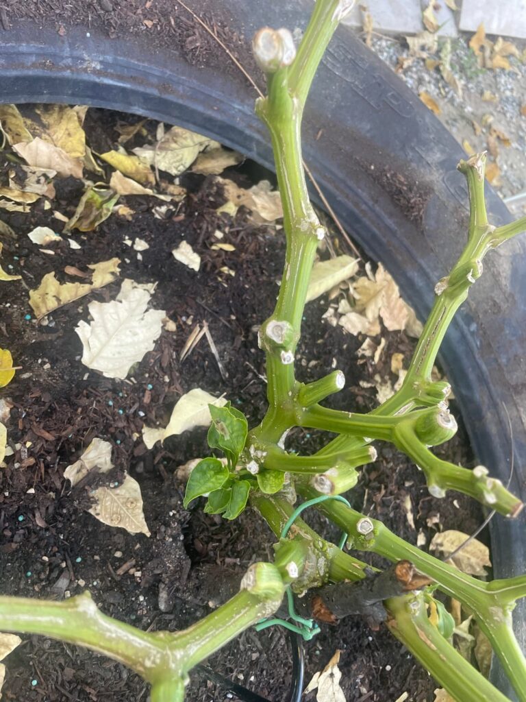 Bell Pepper Plant Stem Browning Bell Pepper Plant Stem Browning
