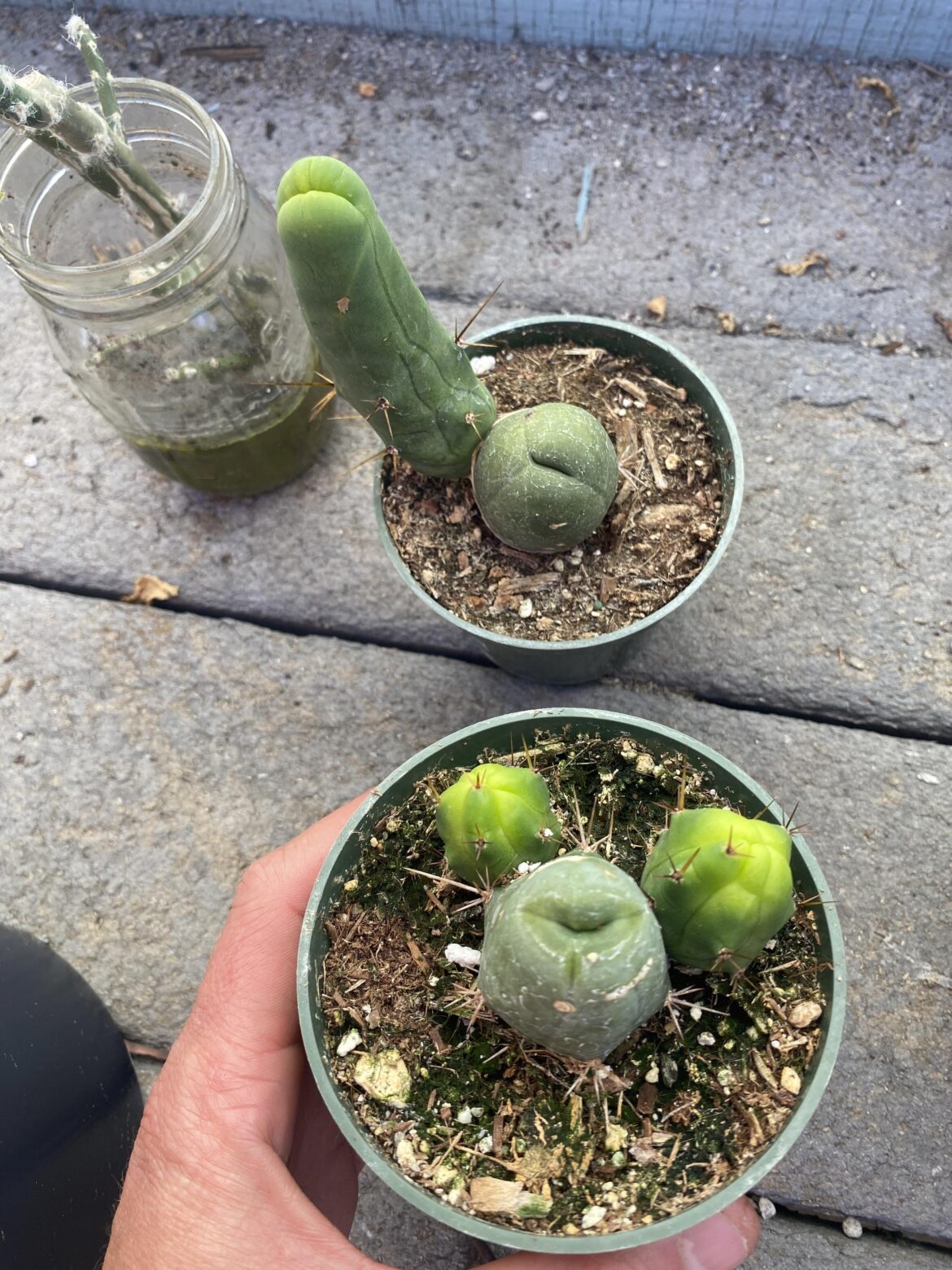 Scored some cheap penises at my local nursery today only $6 a piece
