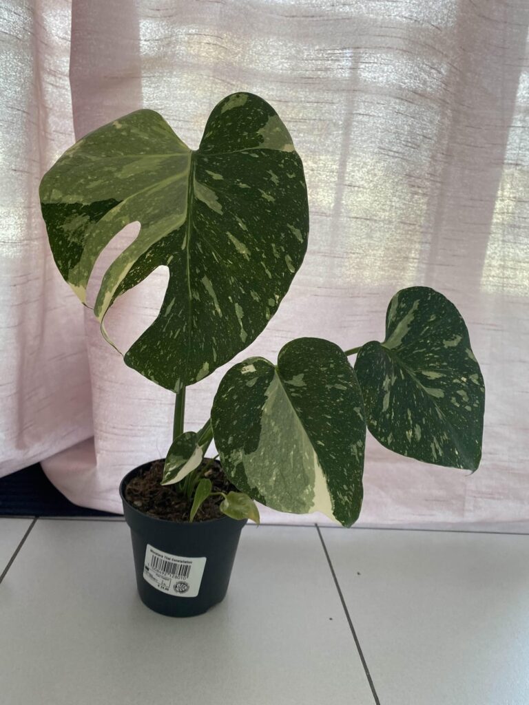 Monstera Thai variegata becomes yellow Monstera Thai variegata becomes yellow