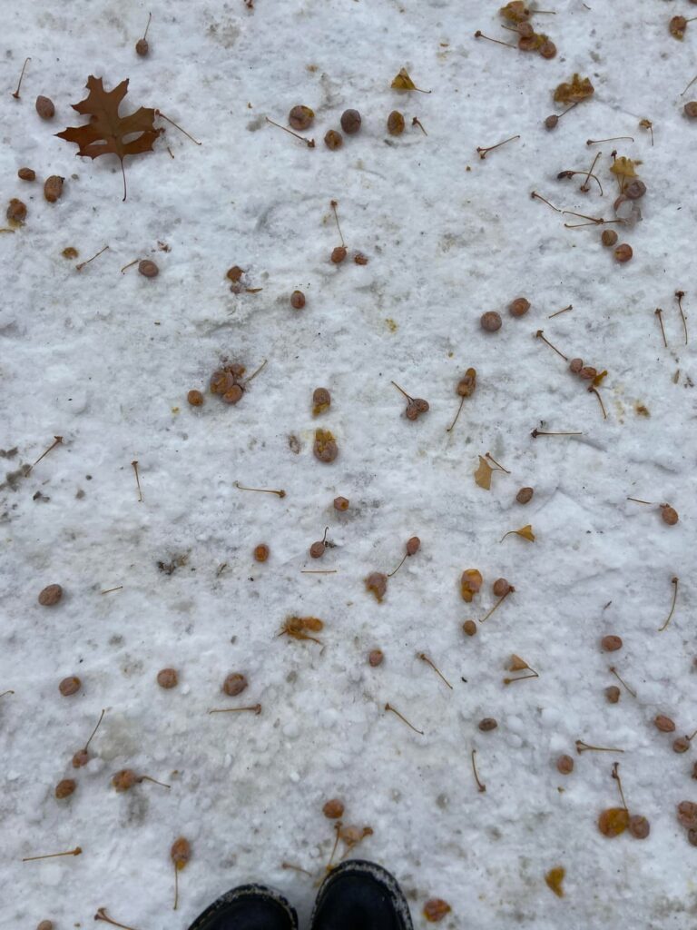 what are these berry like things?