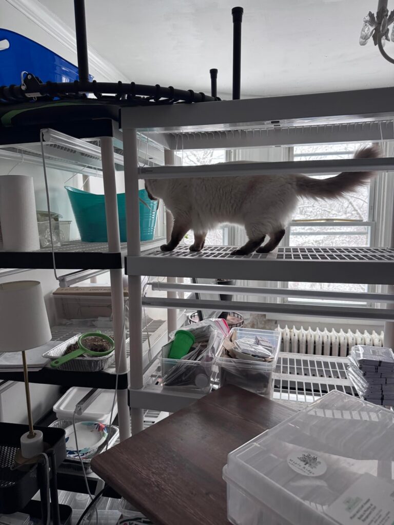 Dahlias just want to live!