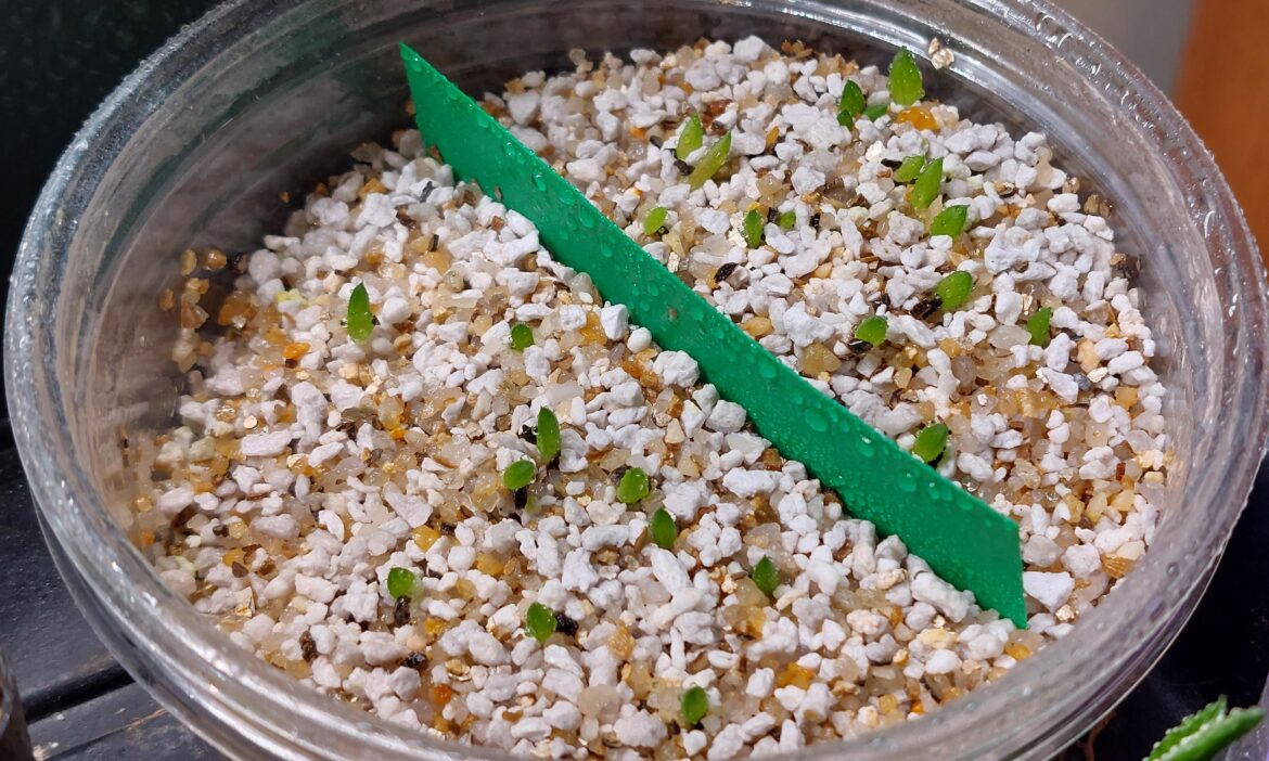 H. truncata, one month since sowing