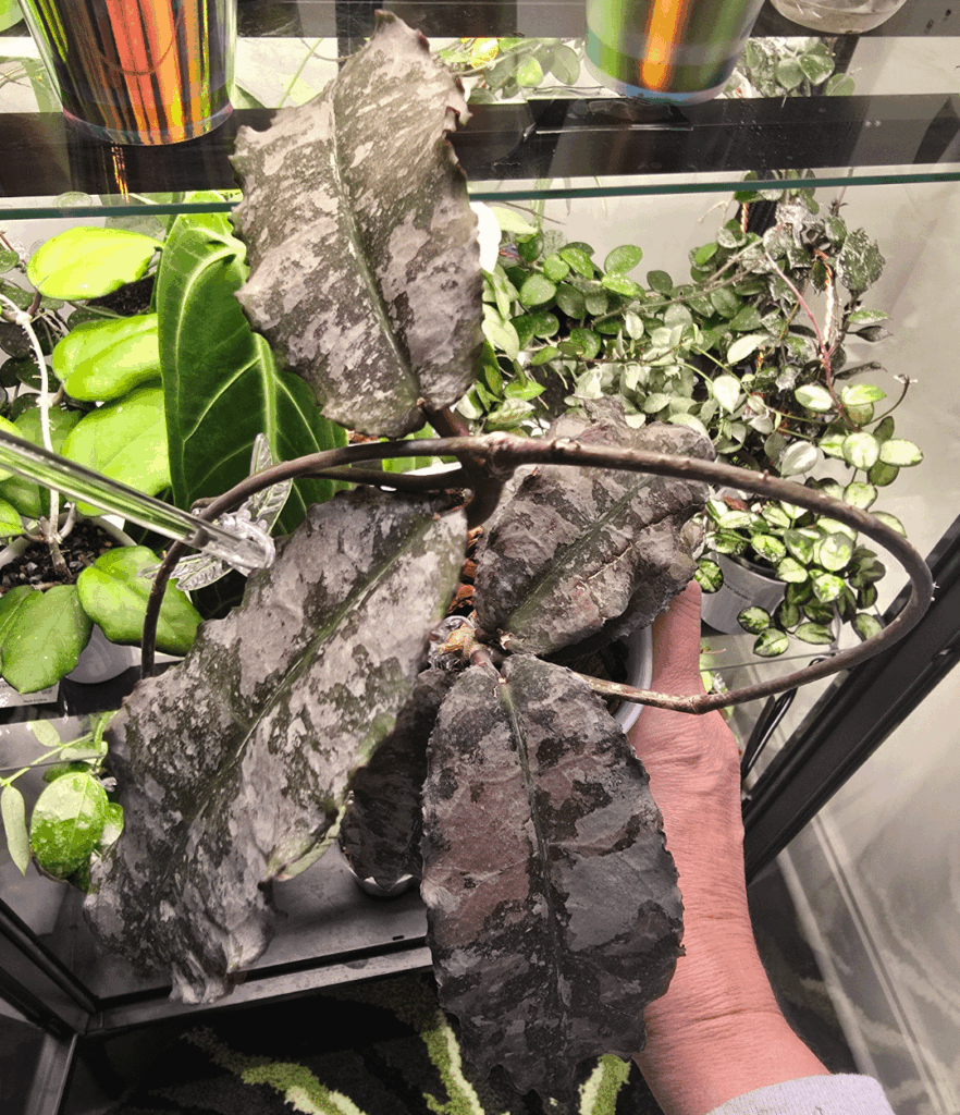 Undulata Silver Clone 2