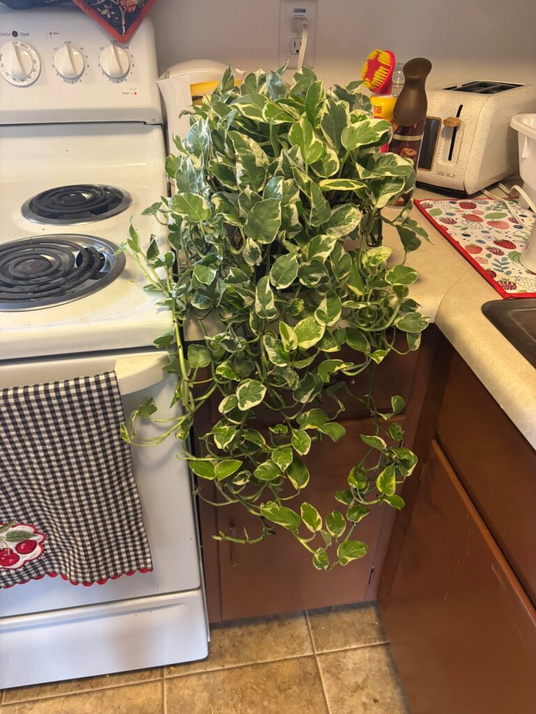 My pothos n’joy My pothos n’joy