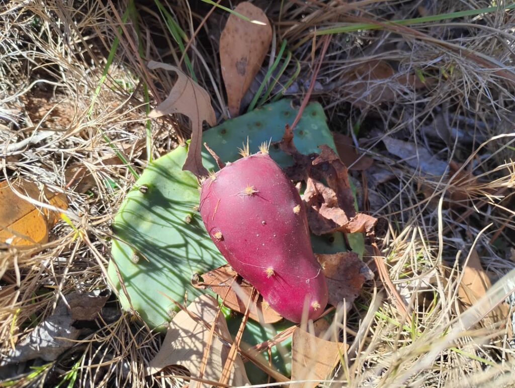Could someone please help me identify this Opuntia species?