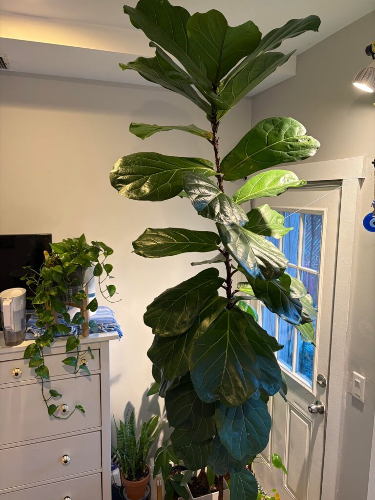 Yellowing/brown spots on leaf veins