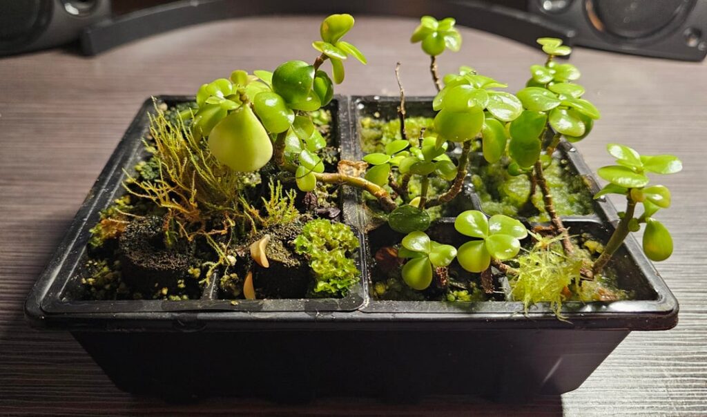 Volunteers in rooting jade