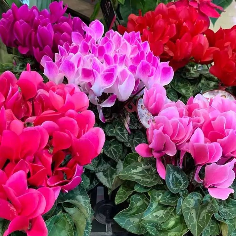 Multi Shades Patio Mini Cyclamen in Bud &amp; Bloom