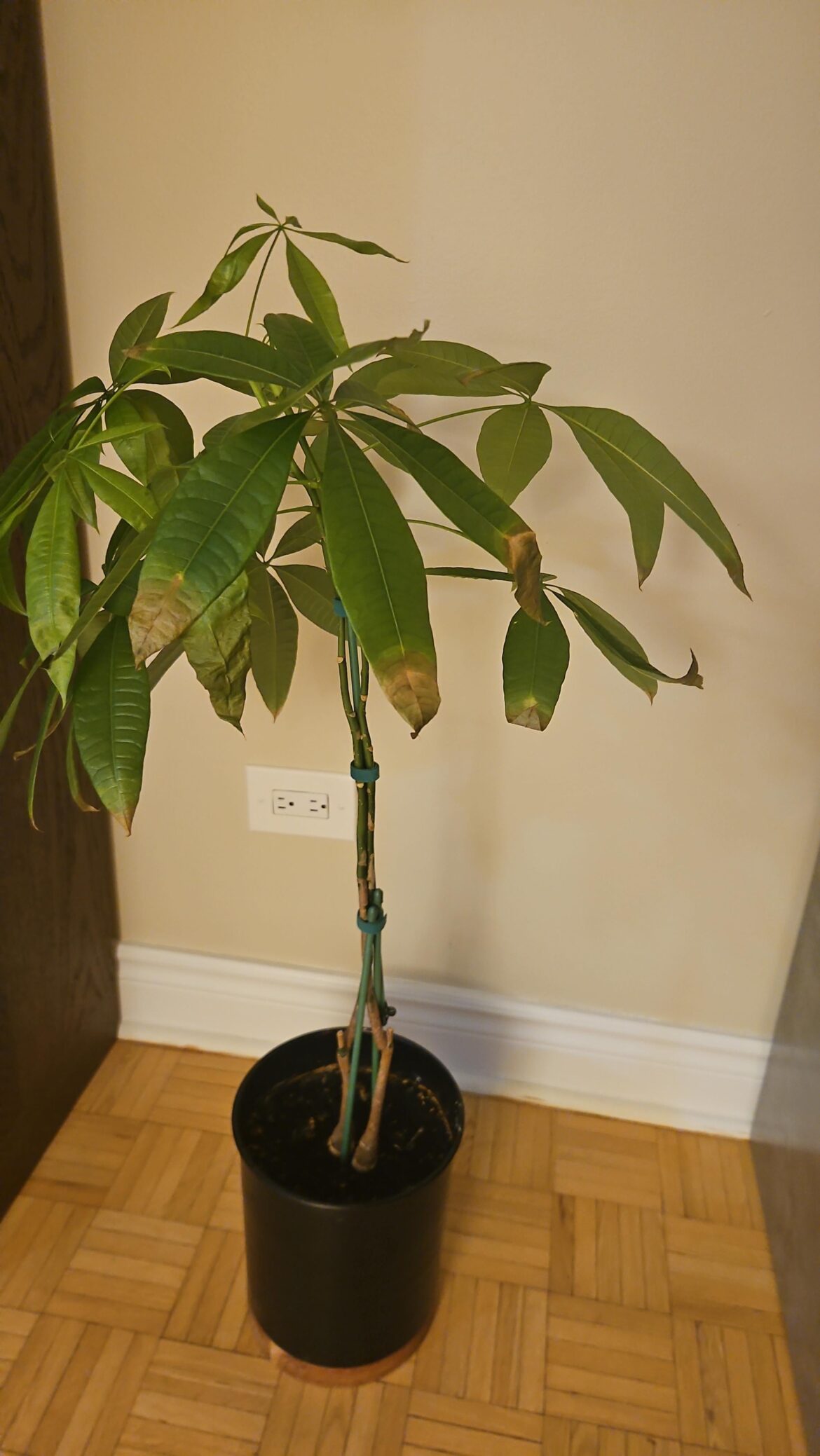 Pruning tips money tree