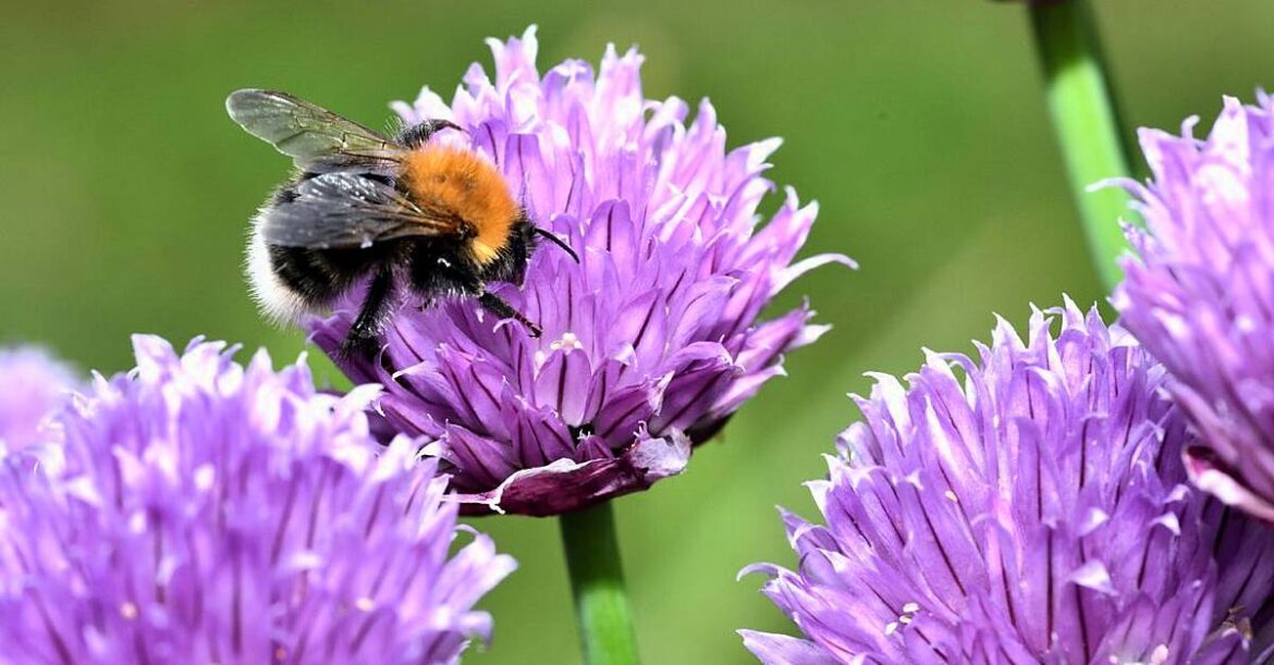 Make your gardening New Year’s resolution a sustainable one