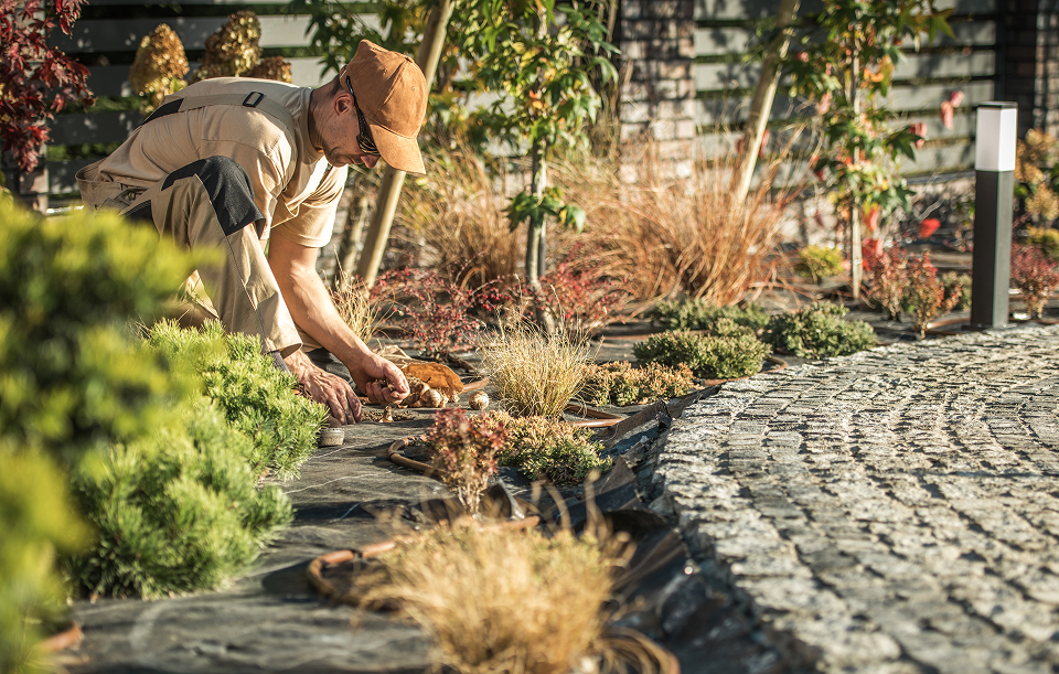 a gardener planting around pavement