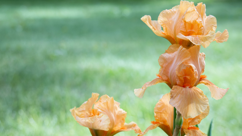 'Many Mahalos' intermediate bearded iris.