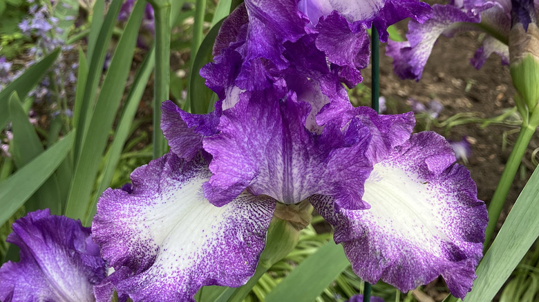 'Mariposa Autumn' purple and white iris in bloom.