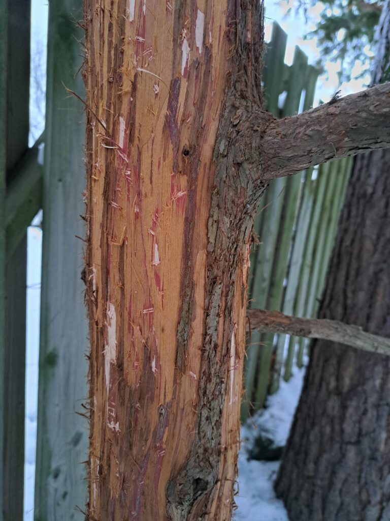 Who is damaging my trees?