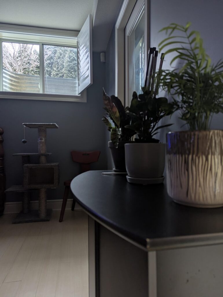 Help With My New Rattlesnake Calathea!