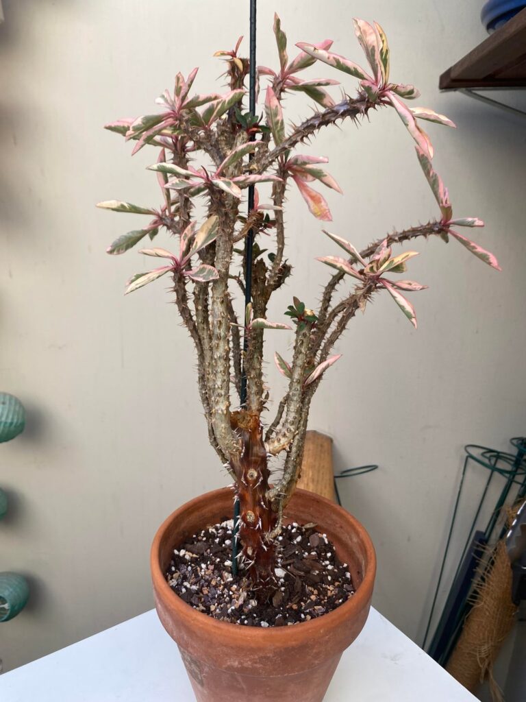 Worried about this Euphorbia millii