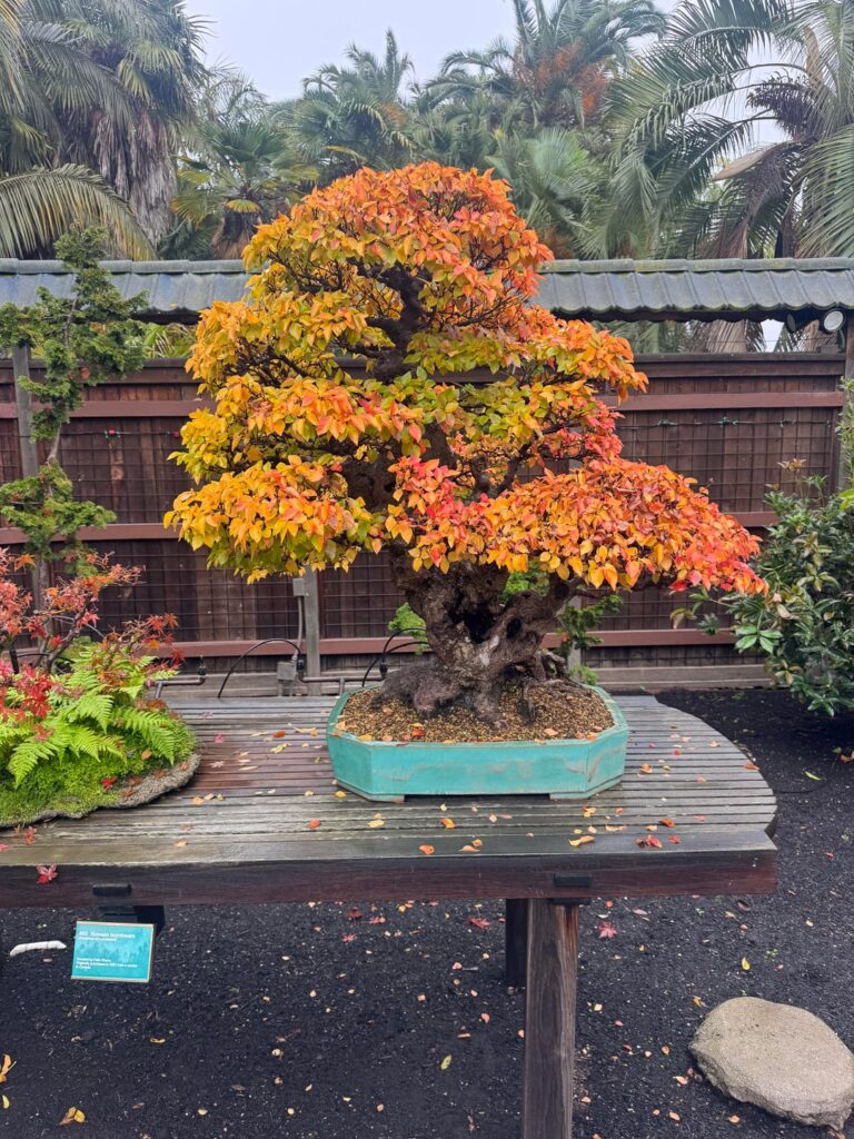 Went to San Francisco Bonsai Garden today.