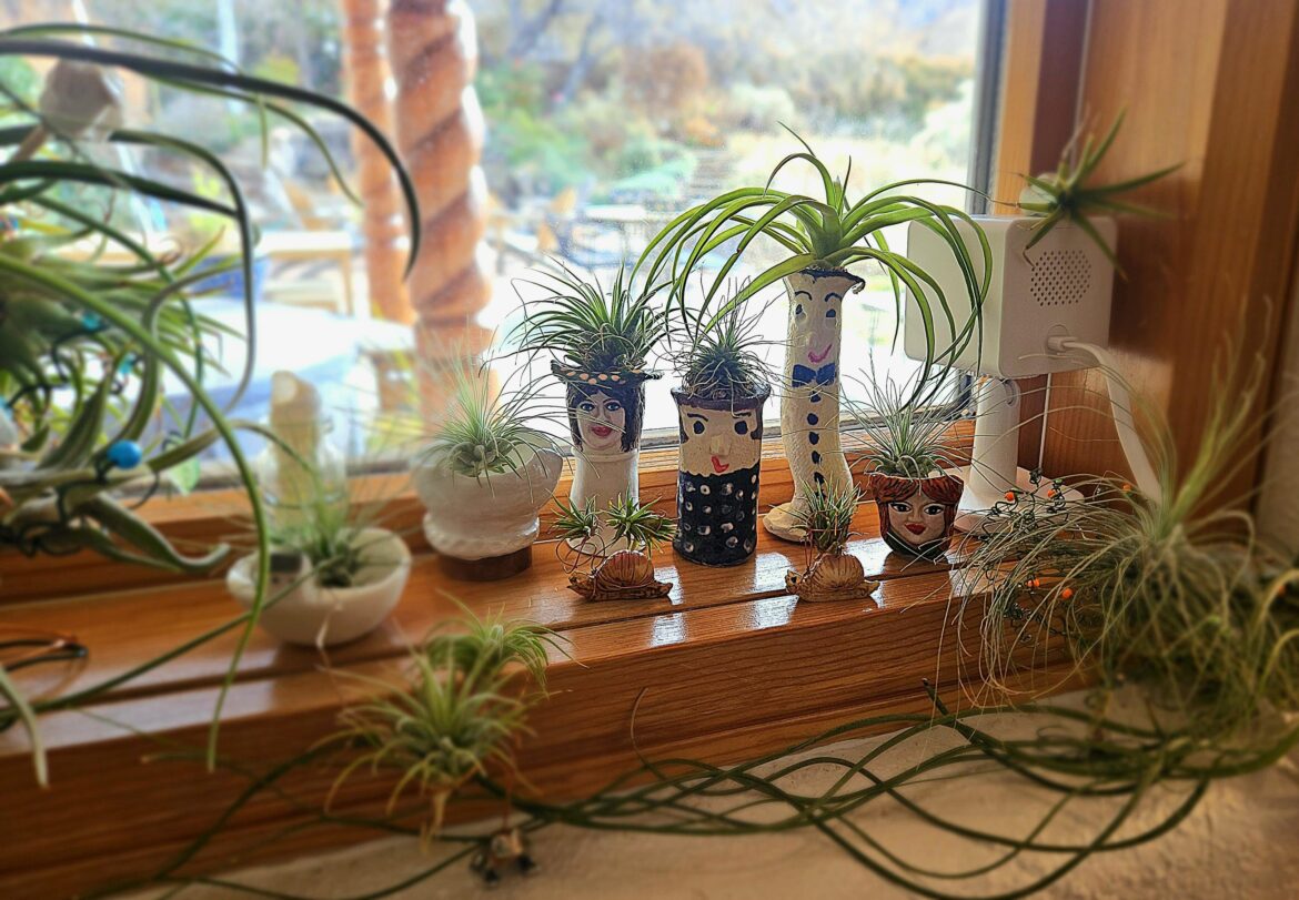 Airplant Family 😀