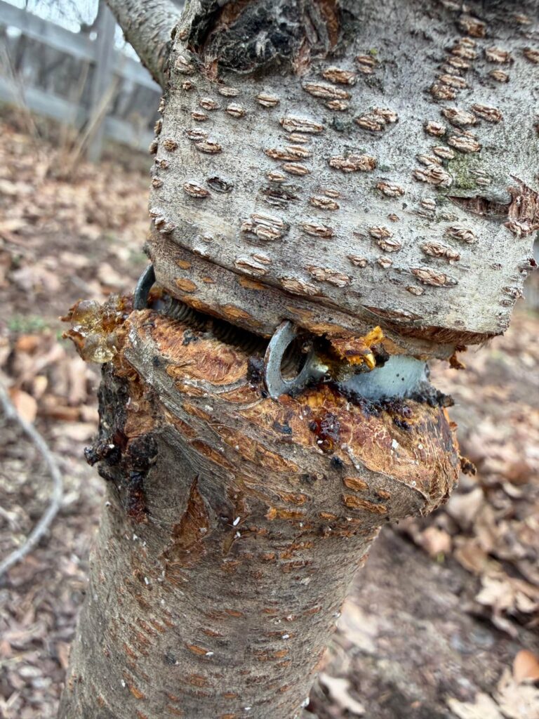 I fucked up big time. How can I save this tree?