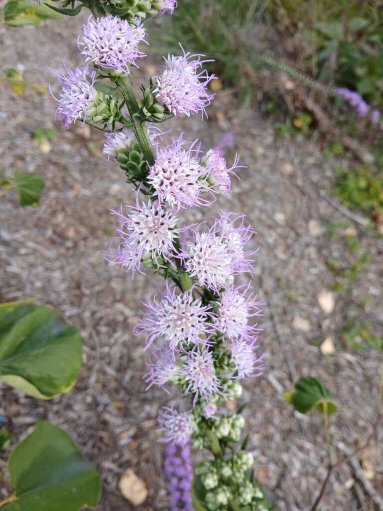 What Liatris Is This? [WI/USA]