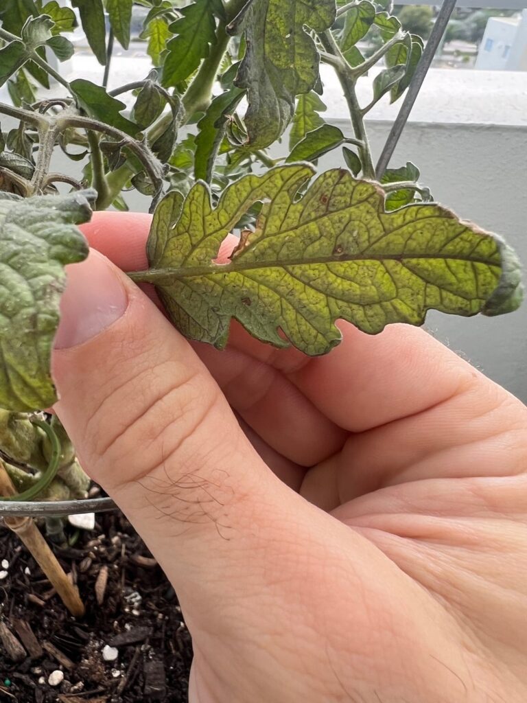 Early Stages of Blight?