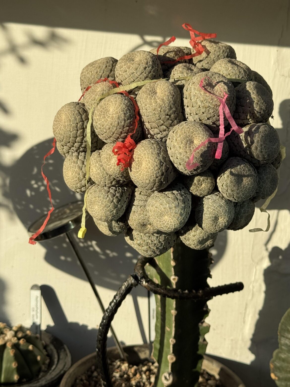 Hope everyone is having a nice xmas break- piscidermis