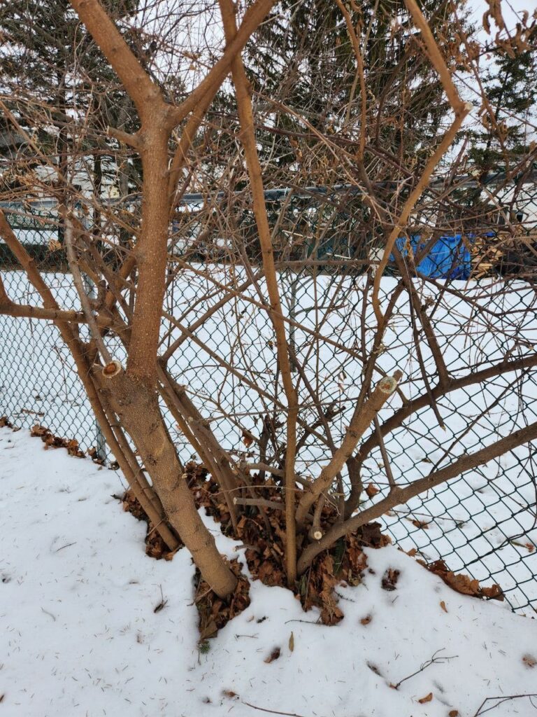 What is this aggressive looking guy?