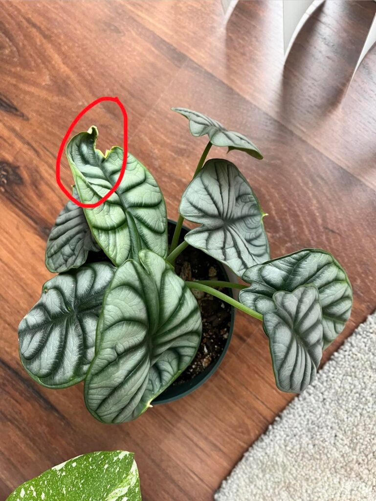 Why does my new growth look like this?