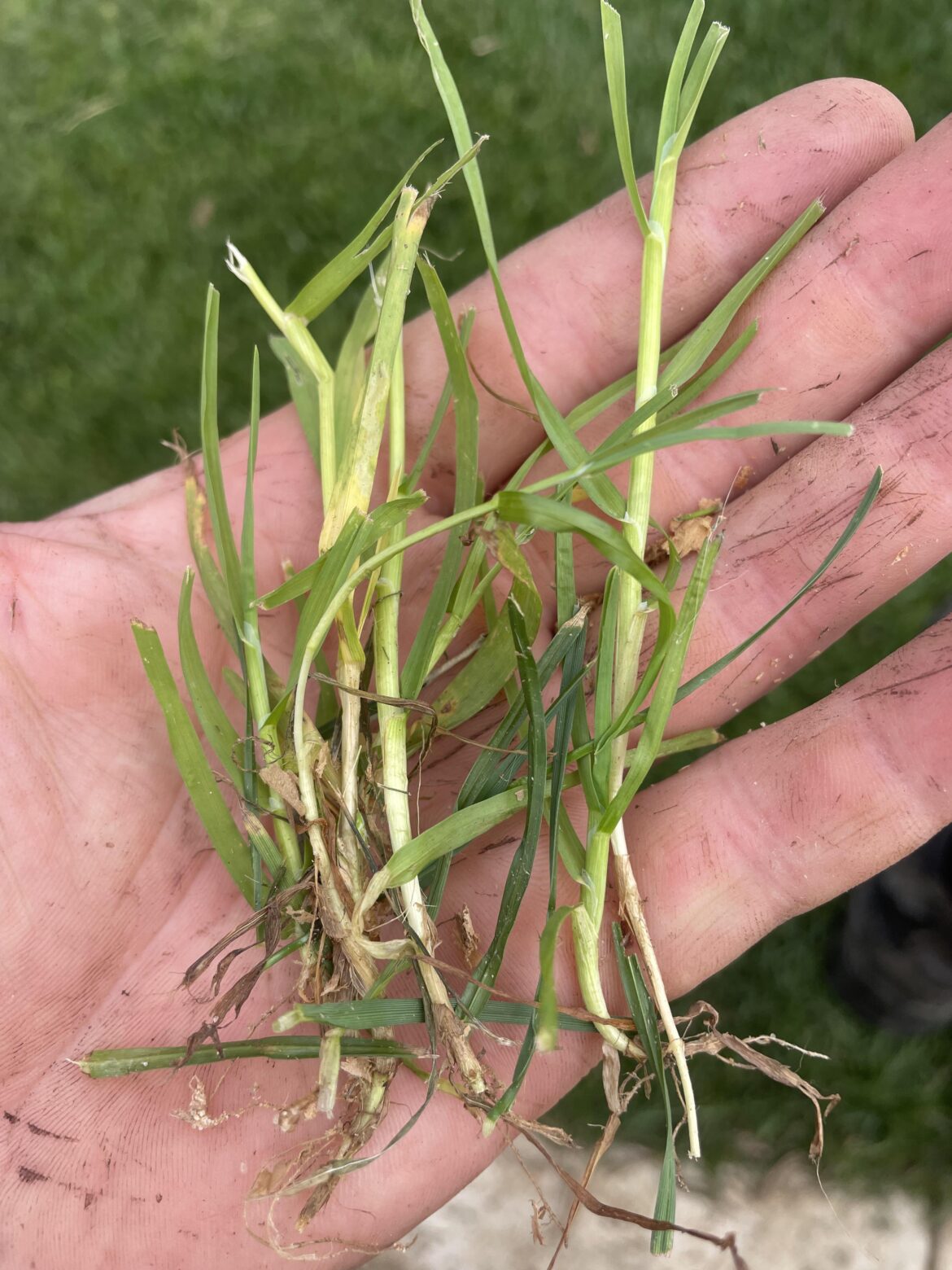 What do we have here? Is this tttf? Or some summer creeper Victoria aus