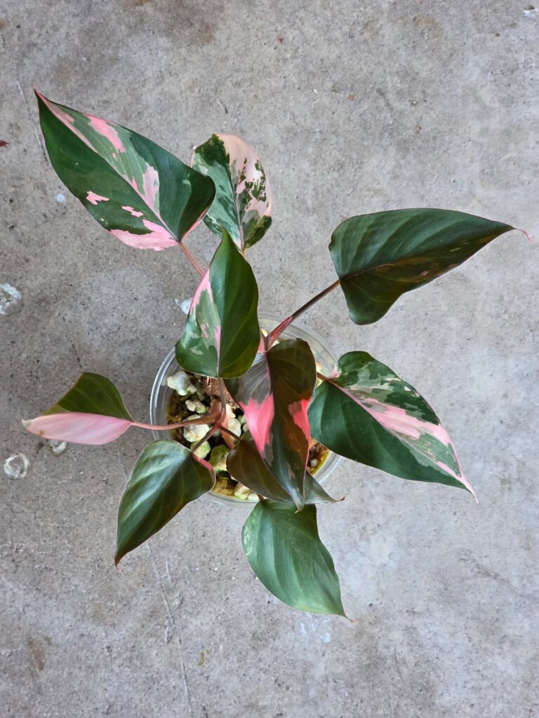 Two babies are on their way to make some friends happy for the holidays!