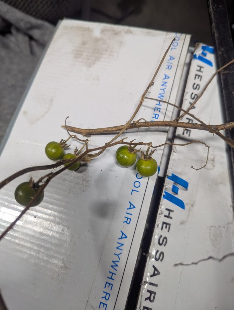 Can someone tell me what this plant could be?