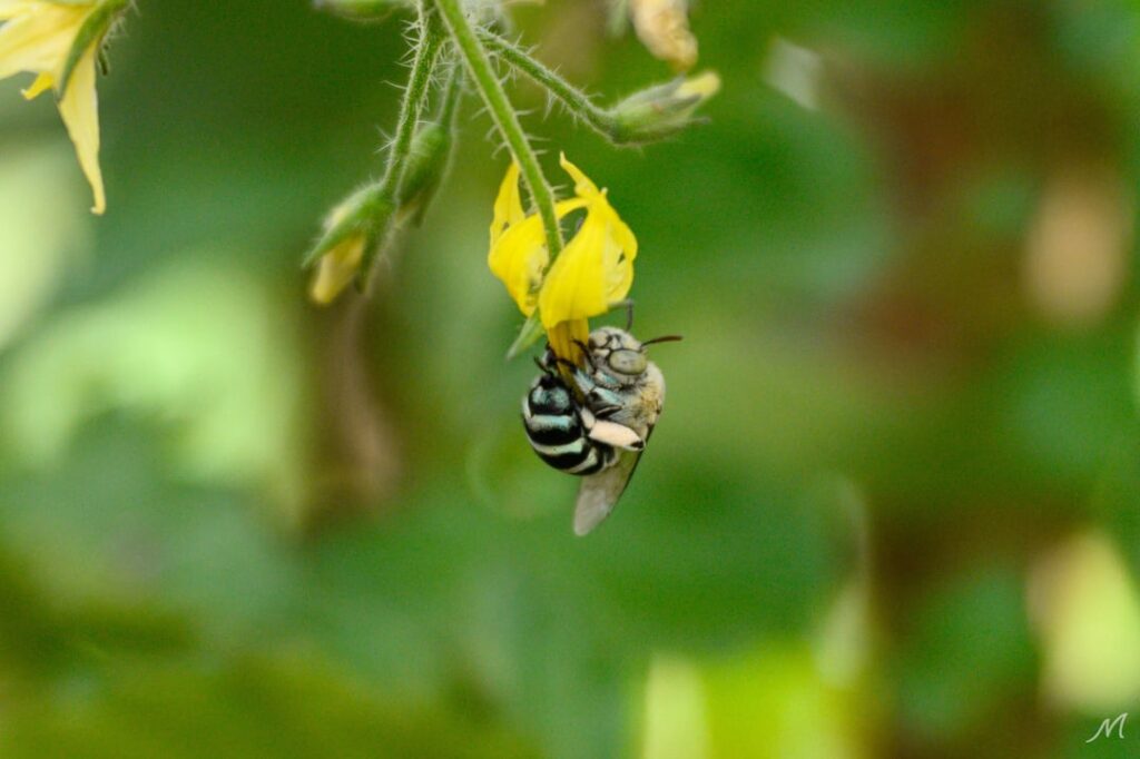 Little Blue Banded Bee buzz pollinating my tomato plants!