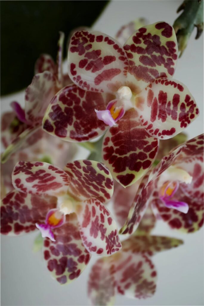 Phalaenopsis gigantea