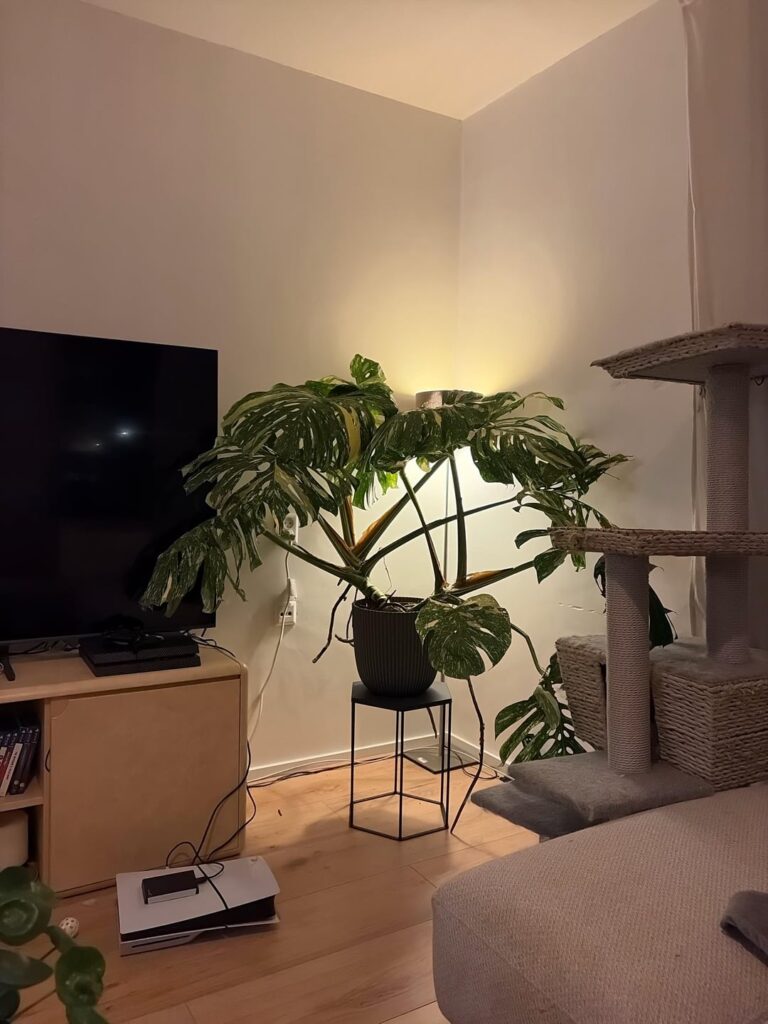 Bought this Thai Constellation for €50!!!!