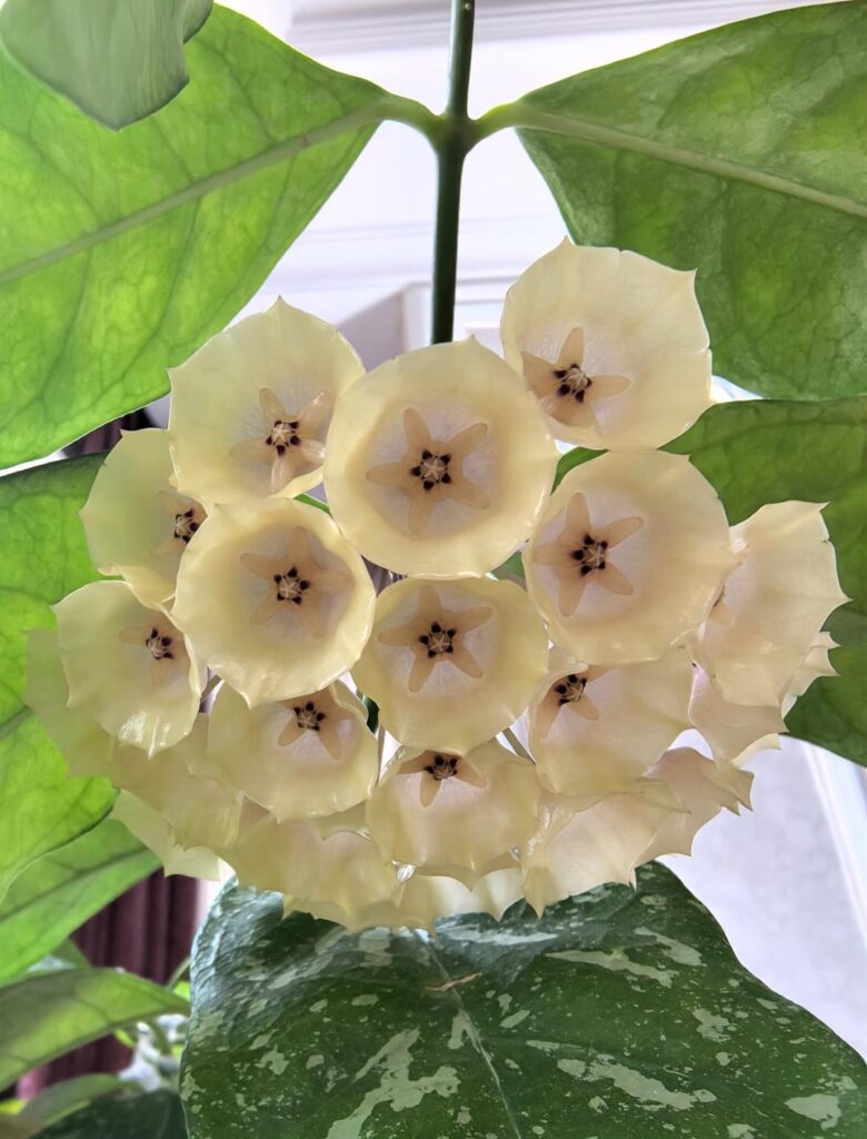 The hoya my gran gave me bloomed right before Christmas Eve!!!!!