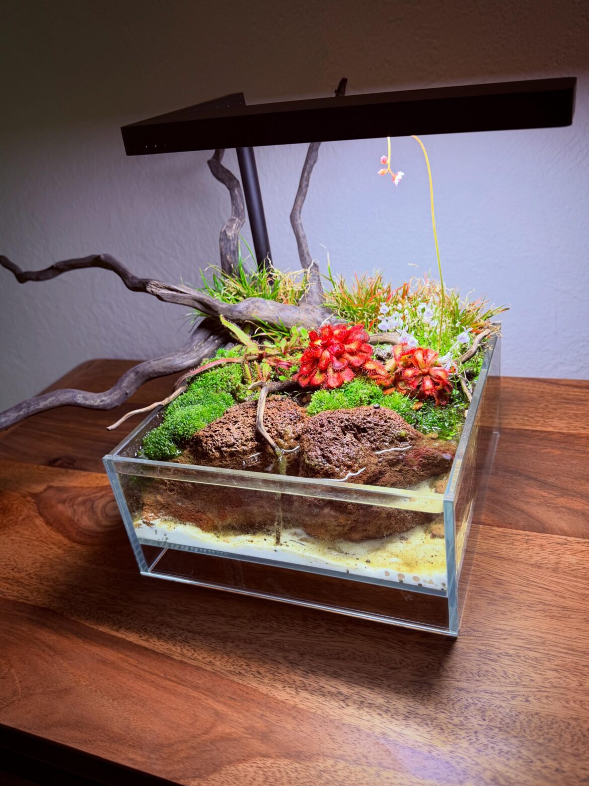 My first try at a little scape After three months